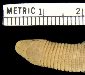 Media type: image; Herpetology R-67020
